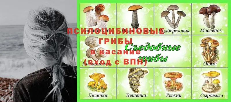 Псилоцибиновые грибы Psilocybine cubensis Заинск